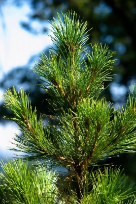 Pinus sibirica - borovice sibiřská, limba - jehlice